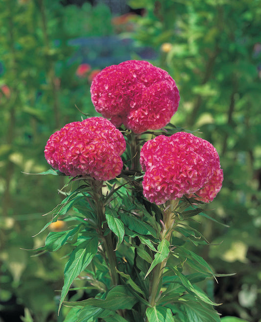 Celosia 'Kurume Rose' - 50 SEEDS