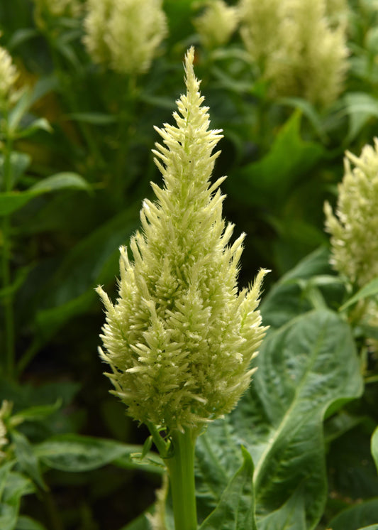 Celosia 'Sunday Green' - 25 SEEDS