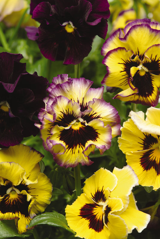 Pansy 'Frizzle Sizzle Lemonberry' - 25 SEEDS