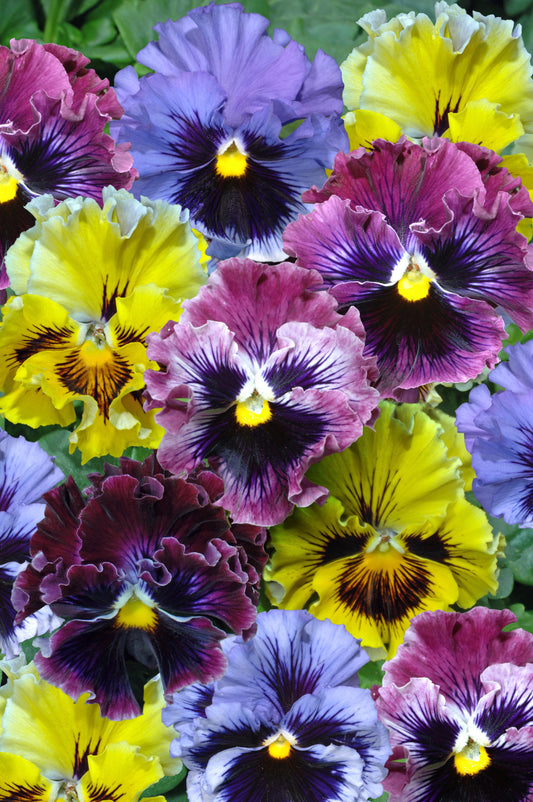 Pansy 'Frizzle Sizzle Mix' - 25 SEEDS