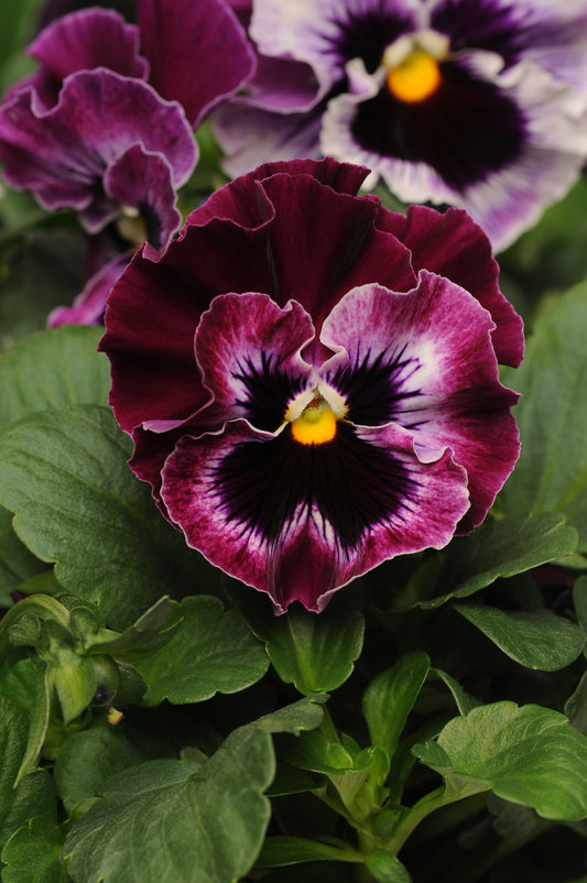 Pansy 'Frizzle Sizzle Raspberry' - 25 SEEDS