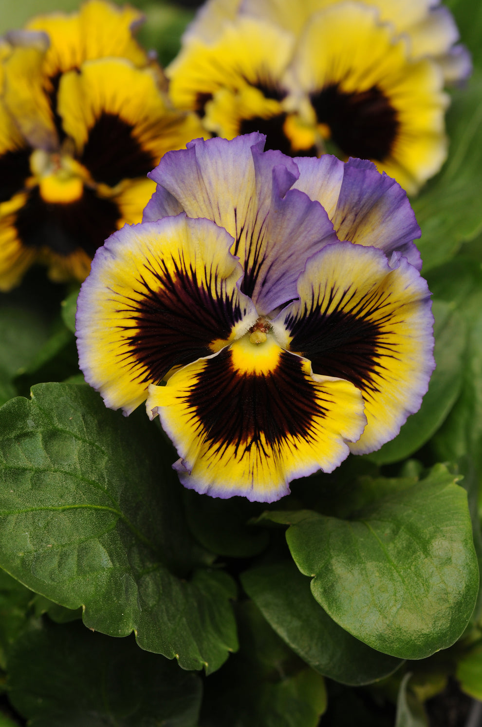 Pansy Frizzle Sizzle Yellow Blue Swirl 25 Seeds Southern