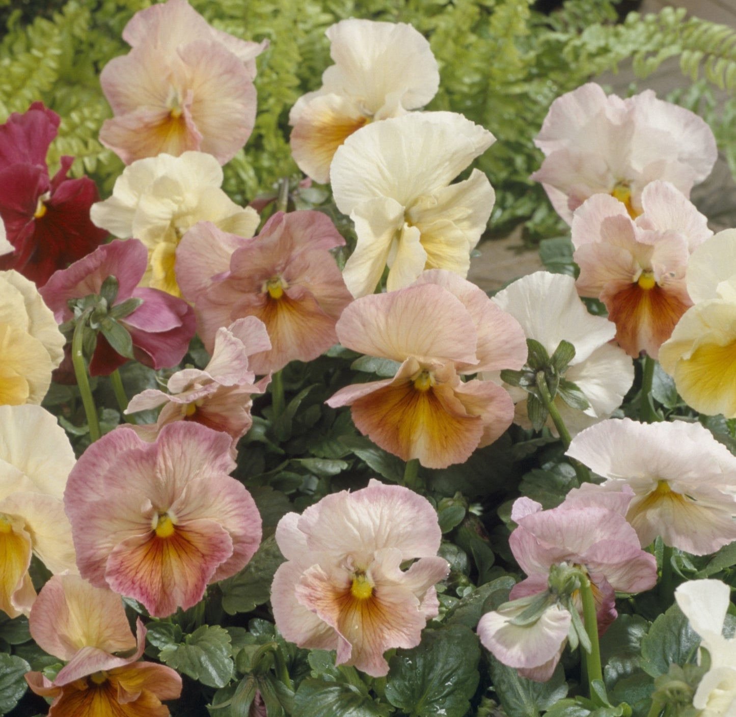 Pansy 'Imperial Antique Shades' - 25 SEEDS