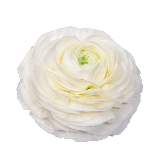 Italian Ranunculus 'Elegance Bianco 59-99' - 25 SEEDS