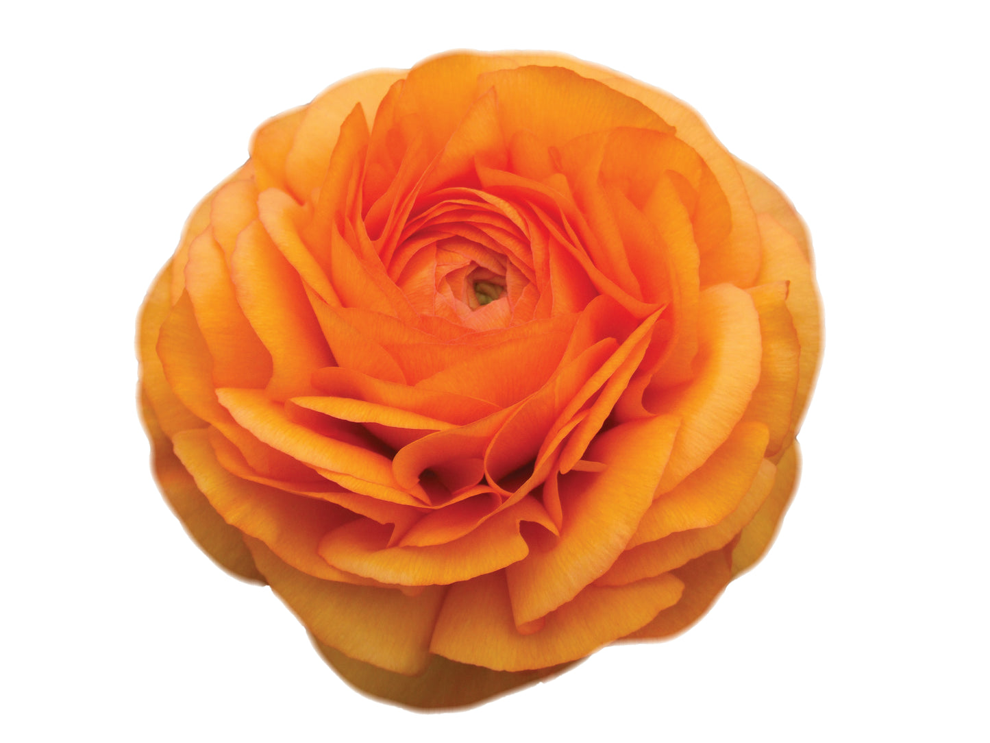 Italian Ranunculus 'Elegance Clementine 03-08' - SEEDLING