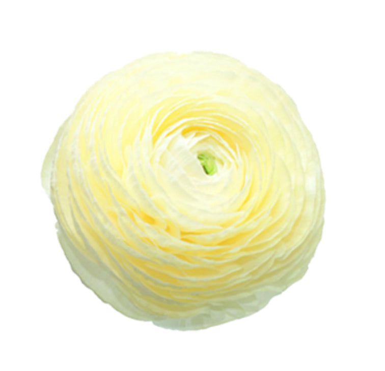 Italian Ranunculus 'Elegance Crema 43-99' - 25 SEEDS