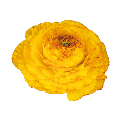 Italian Ranunculus 'Elegance Giallo Striato 65-09' - SEEDLING