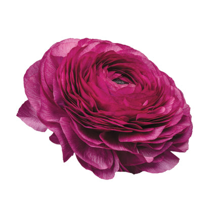 Italian Ranunculus 'Elegance Milka 151N' - 25 SEEDS