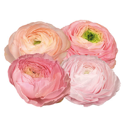 Italian Ranunculus 'Elegance Pastello 127-00' - 25 SEEDS