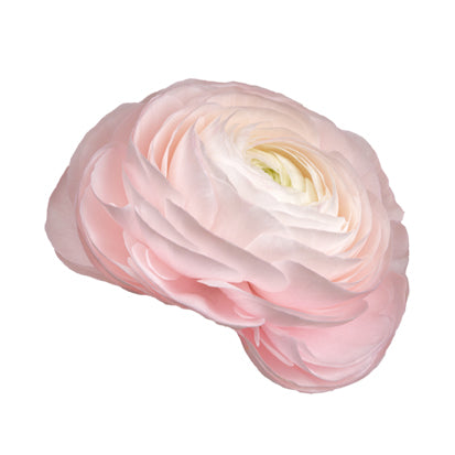 Italian Ranunculus 'Elegance Rosa Chiaro 177-14' - 25 SEEDS (COMING SOON)