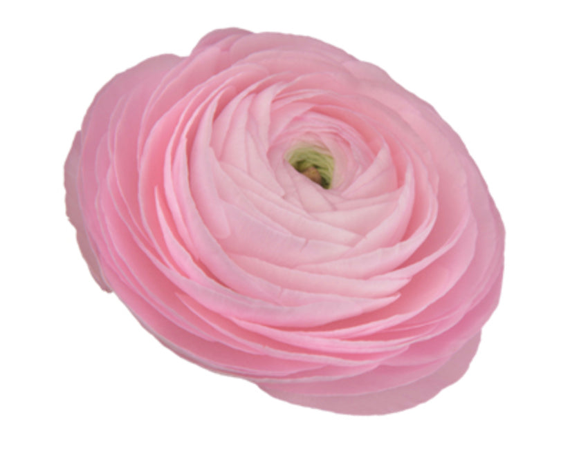 Italian Ranunculus 'Elegance Rosa Chiaro 2P-10' - 25 SEEDS (COMING SOON)