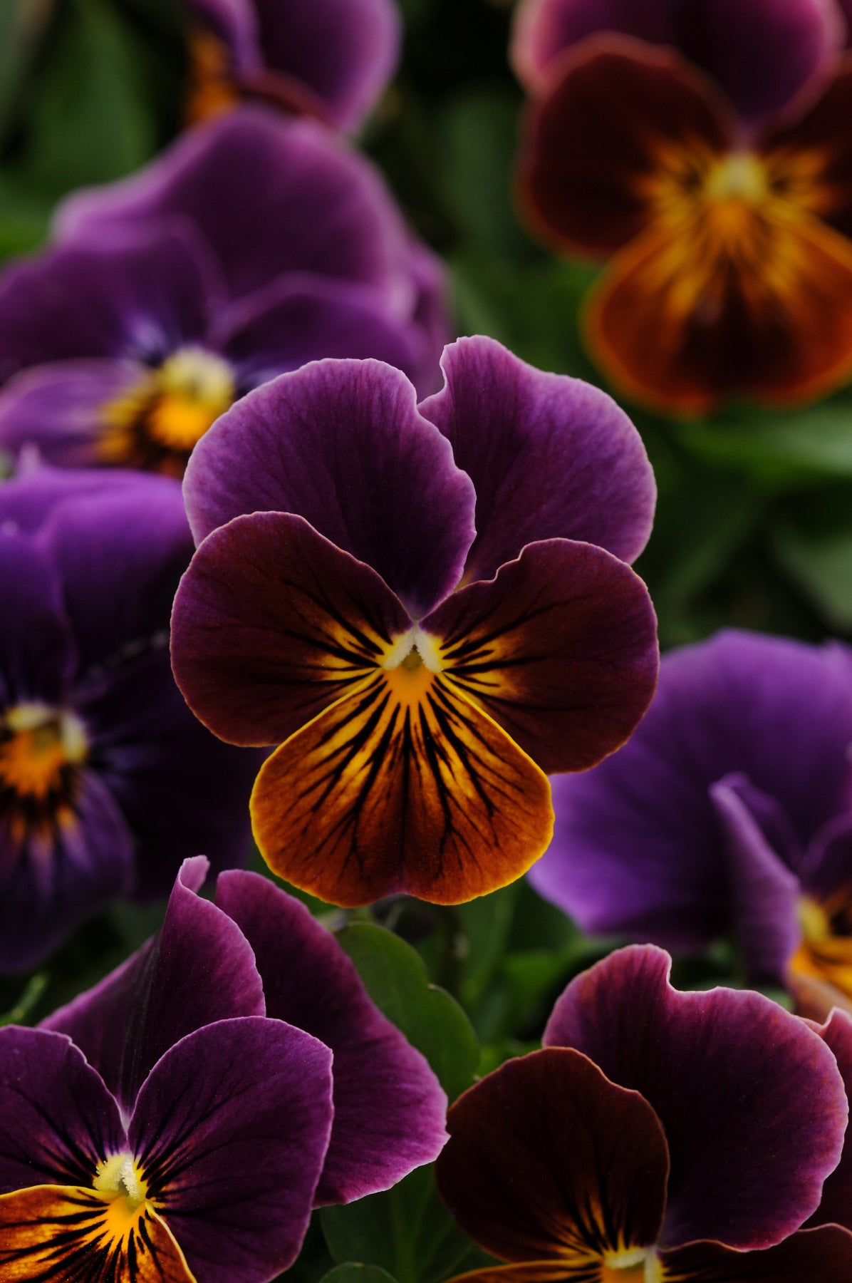 Viola 'Sorbet Antique Shades' - 25 SEEDS