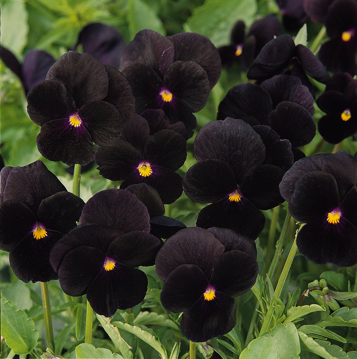 Viola 'Sorbet Black Delight' - 25 SEEDS