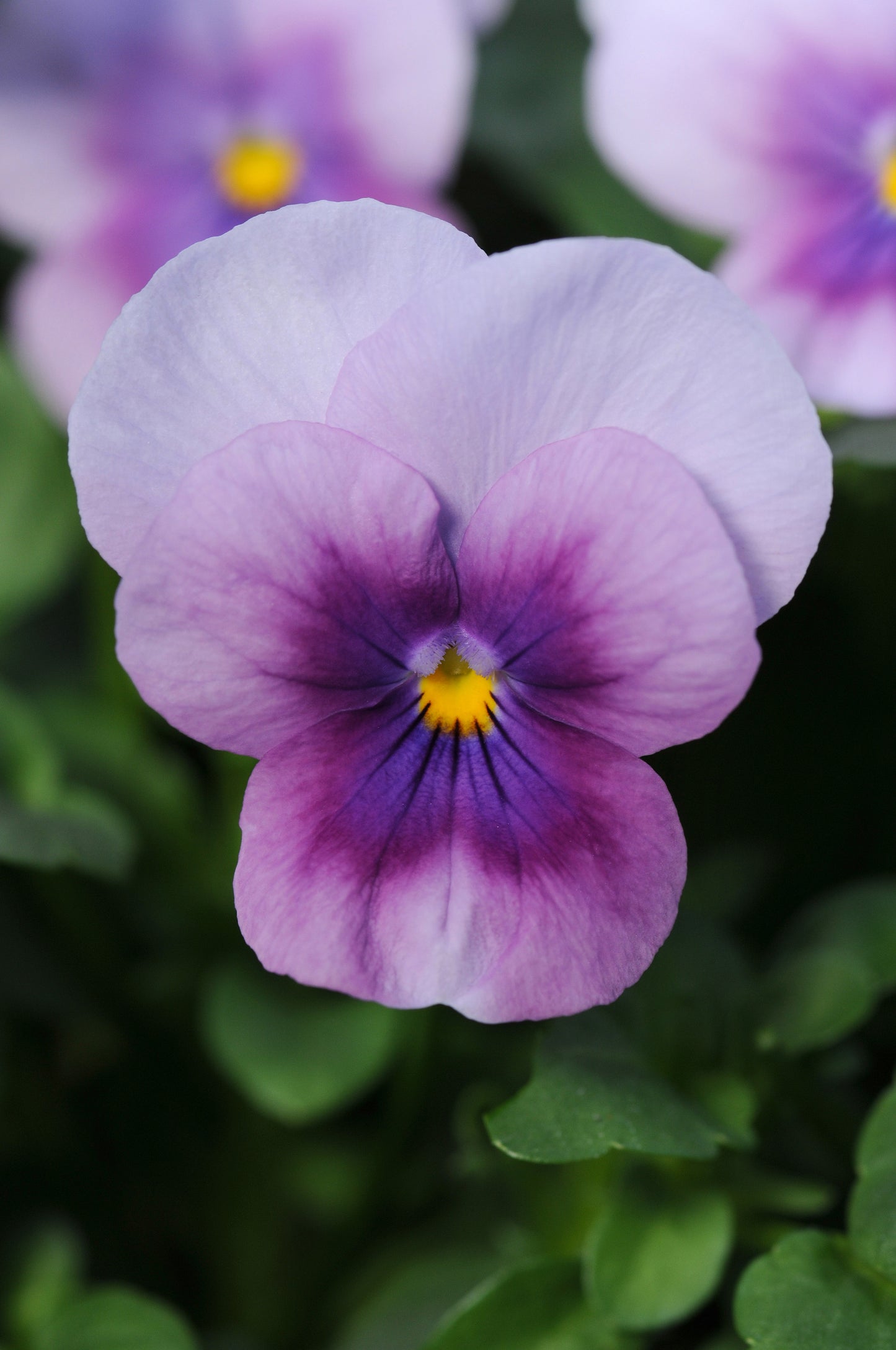 Viola 'Sorbet Orchid Rose Beacon' - 25 SEEDS