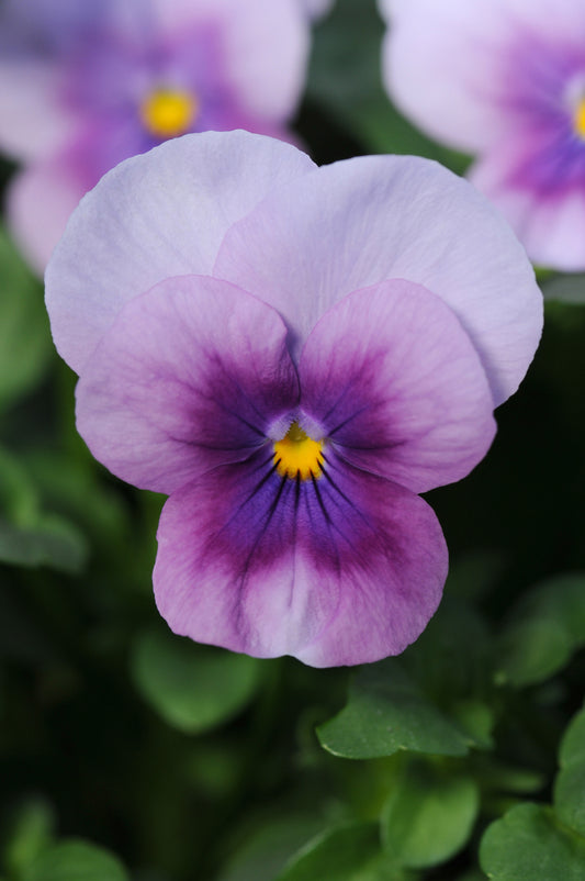 Viola 'Sorbet Orchid Rose Beacon' - 25 SEEDS