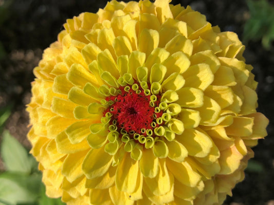 Zinnia 'Queeny Lemon Peach' - SEEDLING