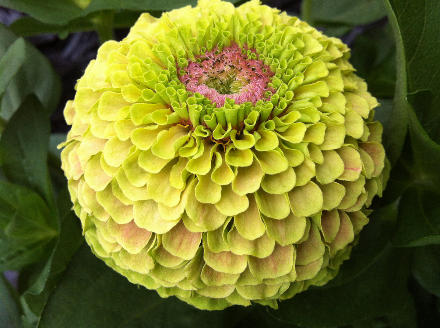 Zinnia 'Queeny Lime with Blotch' - 25 SEEDS