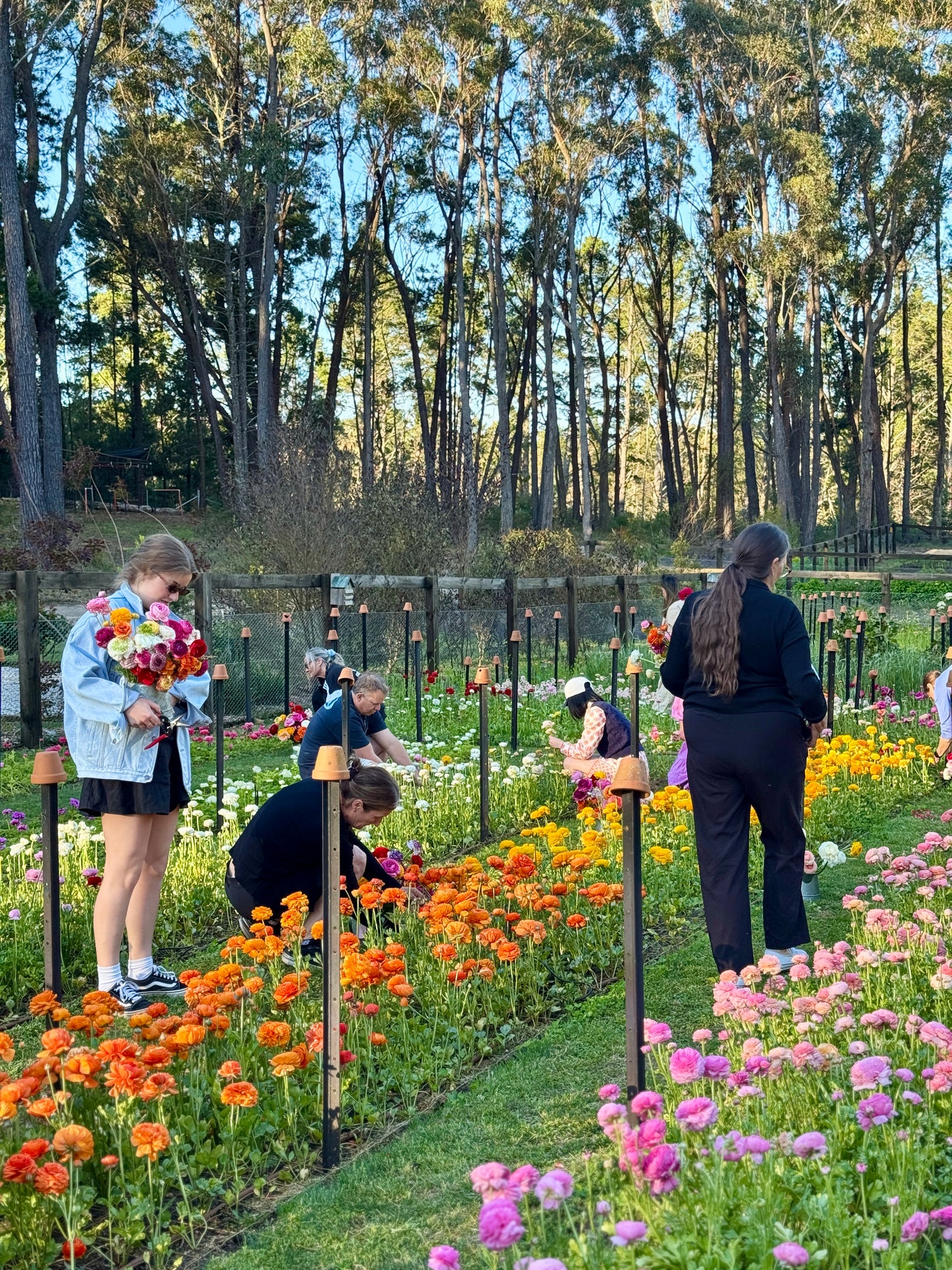 SATURDAY 3RD OCT - 'Golden Hour' Pick-Your-Own Bouquet Experience (4:30-6:30pm)