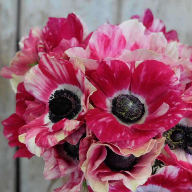 Italian Anemone 'Mistral Tigre' - SEEDLING