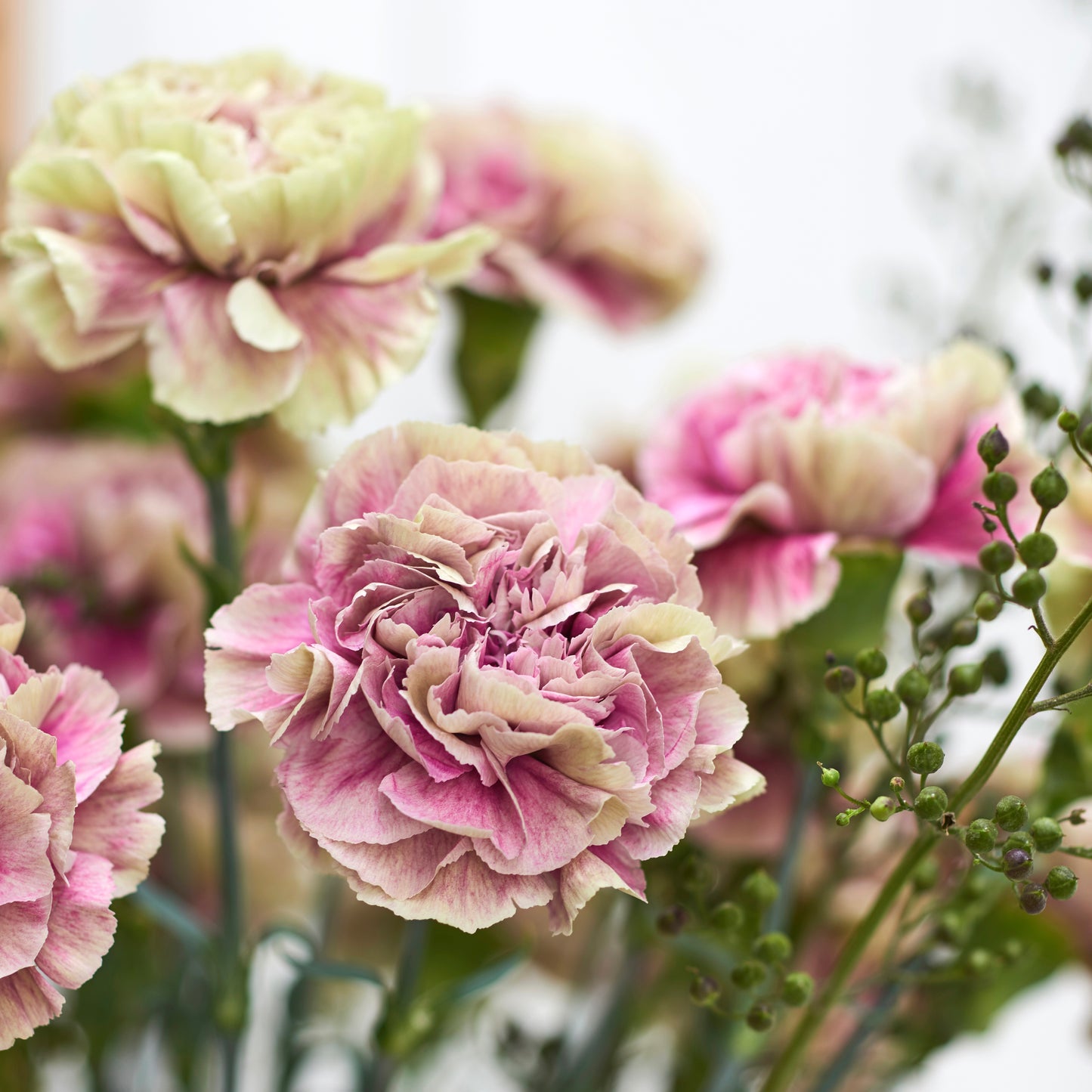 Carnation Standard 'Antigua'