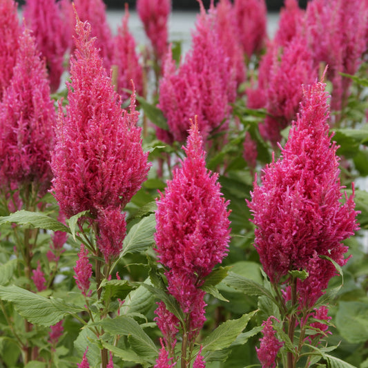 Celosia 'Sunday Dark Pink' - SEEDLING