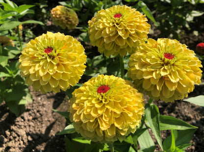 Zinnia 'Queeny Lemon Peach' - SEEDLING