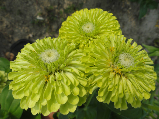 Zinnia 'Queeny Lime' - SEEDLING