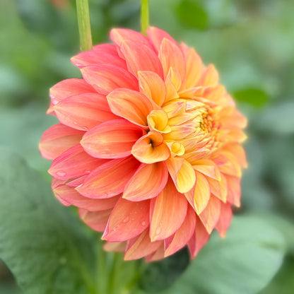 Everbloom Rockmelon