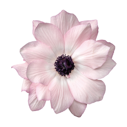 Italian Anemone 'Mistral Edge' - 25 SEEDS (PRE-ORDER)