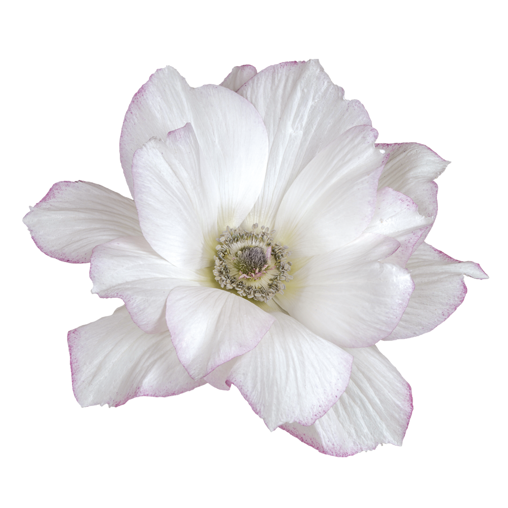 Italian Anemone 'Mistral Edge' - 25 SEEDS (PRE-ORDER)