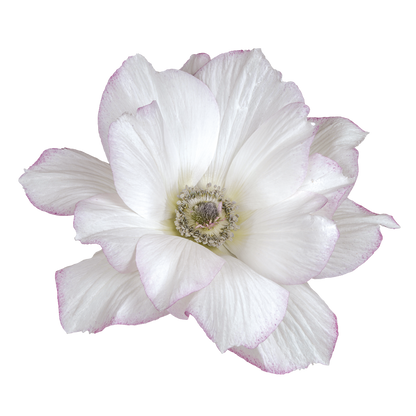 Italian Anemone 'Mistral Edge' - 25 SEEDS (PRE-ORDER)
