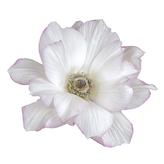 Italian Anemone 'Mistral Edge' - 25 SEEDS (PRE-ORDER)