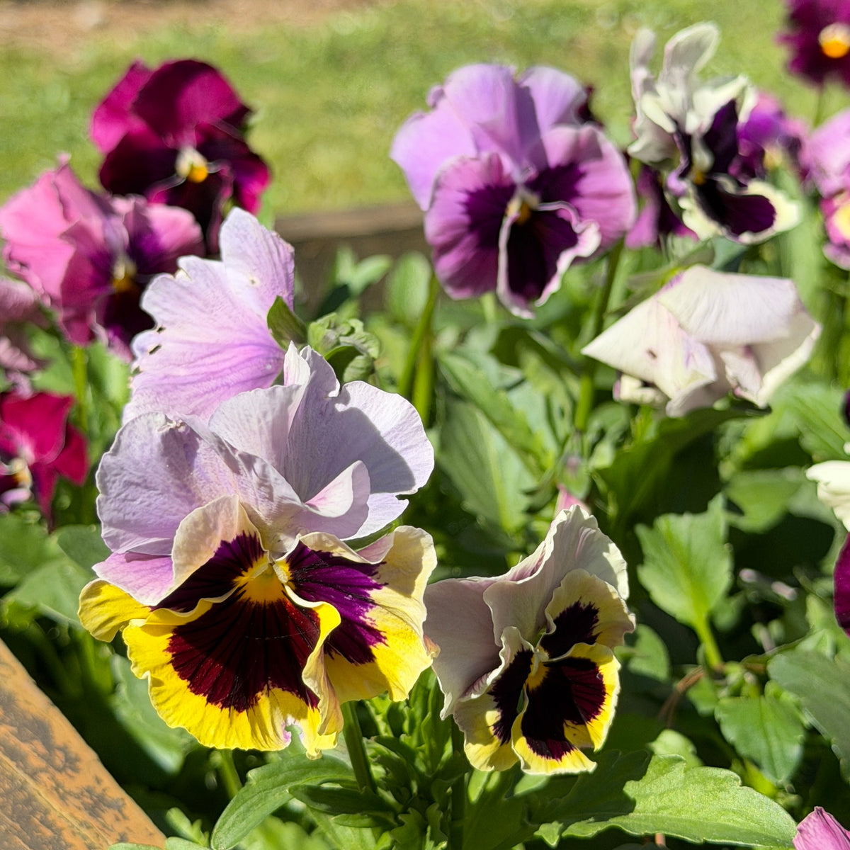 Italian Pansy 'Moulin Rouge Mixed’ - 25 SEEDS
