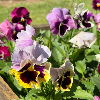 Italian Pansy 'Moulin Rouge Mixed’ - 25 SEEDS