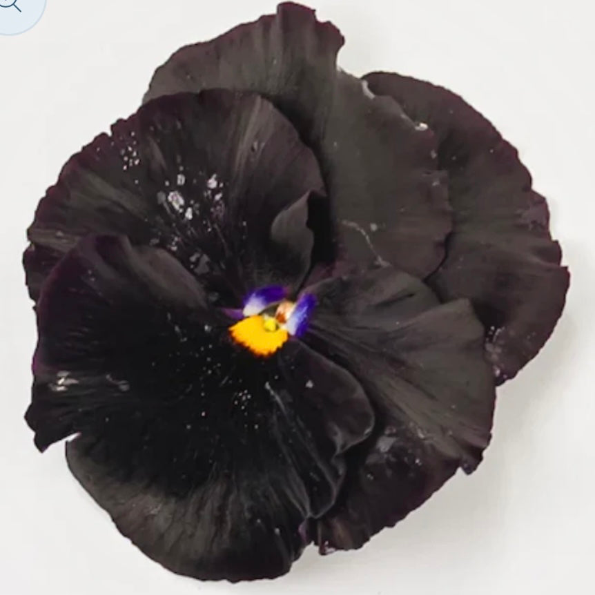 Pansy 'Atlas Black' - 25 SEEDS