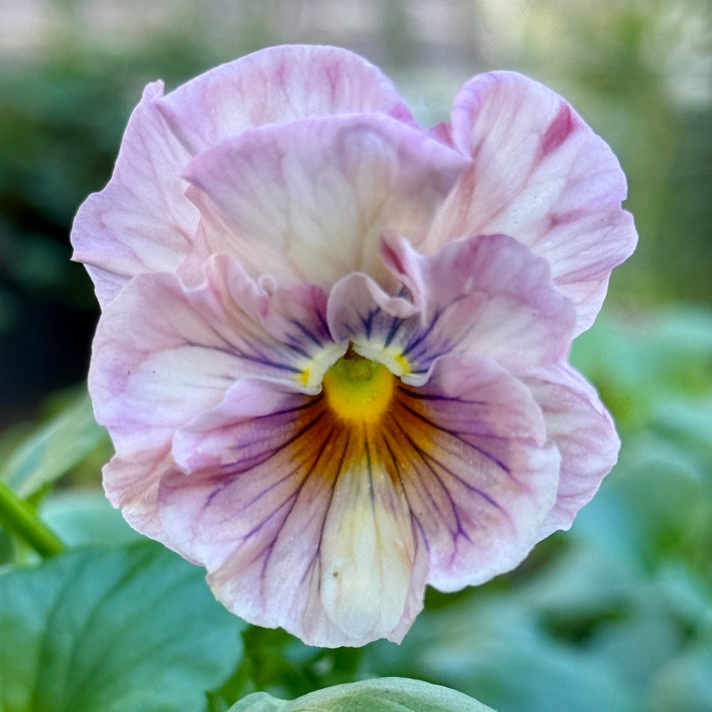 Italian Pansy 'Chianti Mixed' - 25 SEEDS