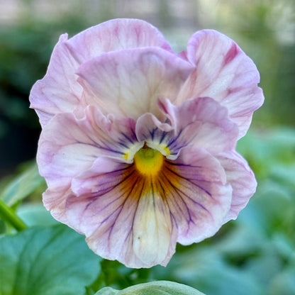 Italian Pansy 'Chianti Mixed' - 25 SEEDS