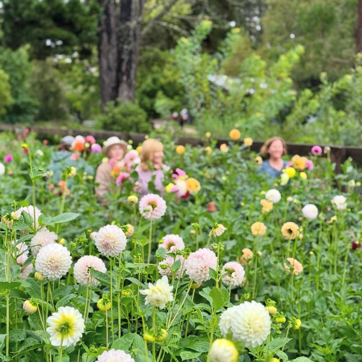 TUESDAY 10TH FEB - Flower Therapy