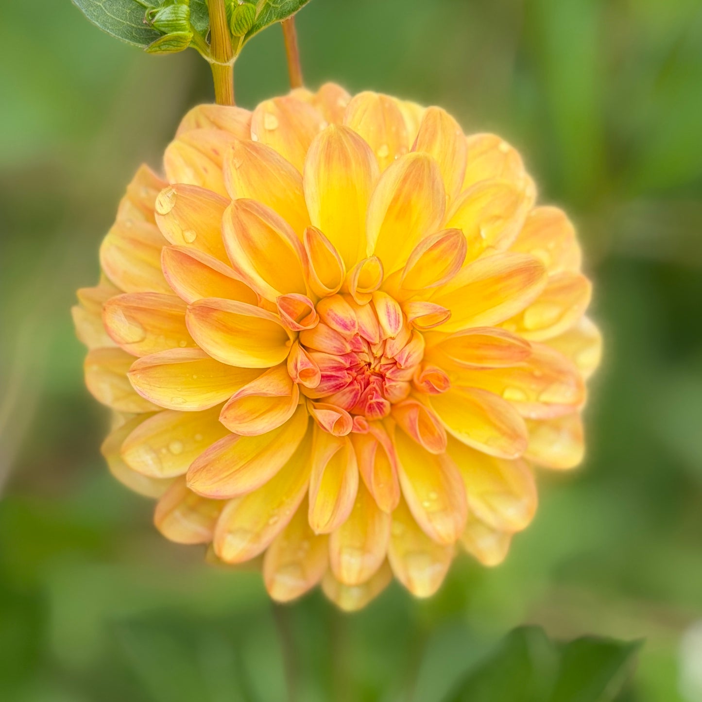 Florelie Mandarin