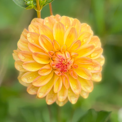 Florelie Mandarin