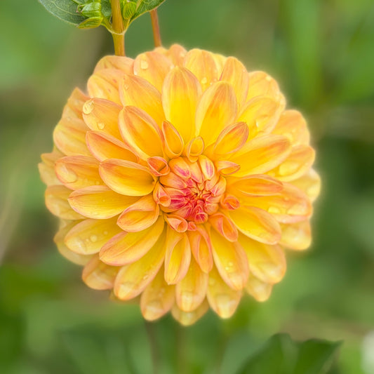 Florelie Mandarin