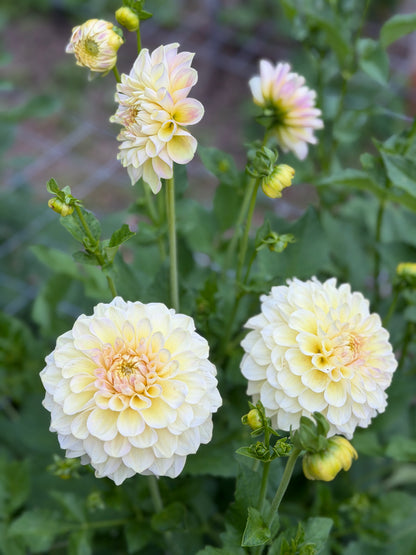 E. Seedling 5