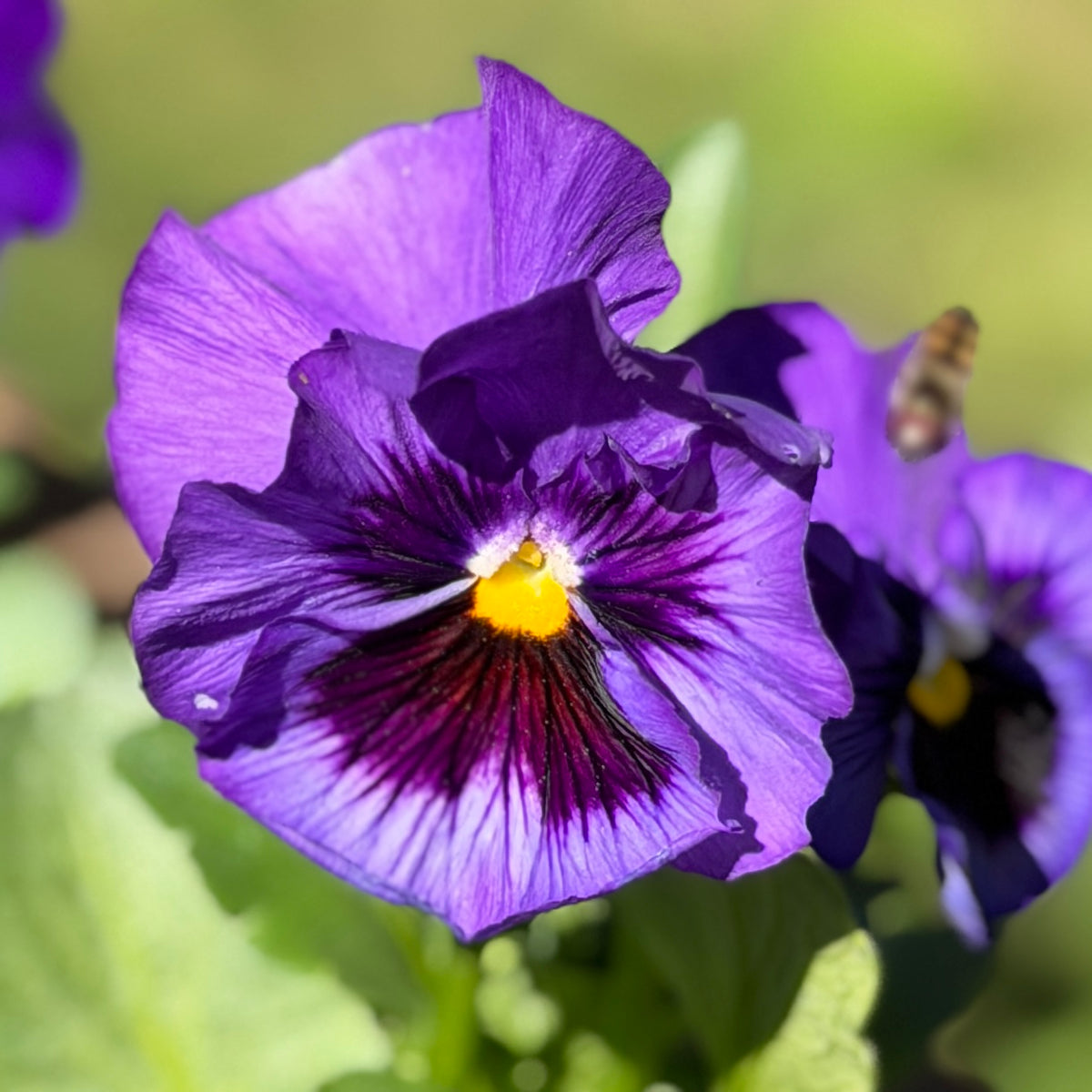 Italian Pansy 'Flamenco Blue' - 25 SEEDS