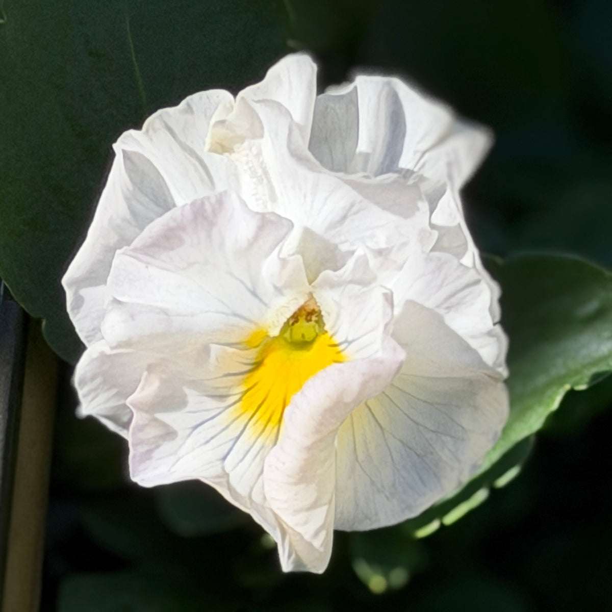 Italian Pansy 'Flamenco Soft Light Azure Limonette' - 25 SEEDS