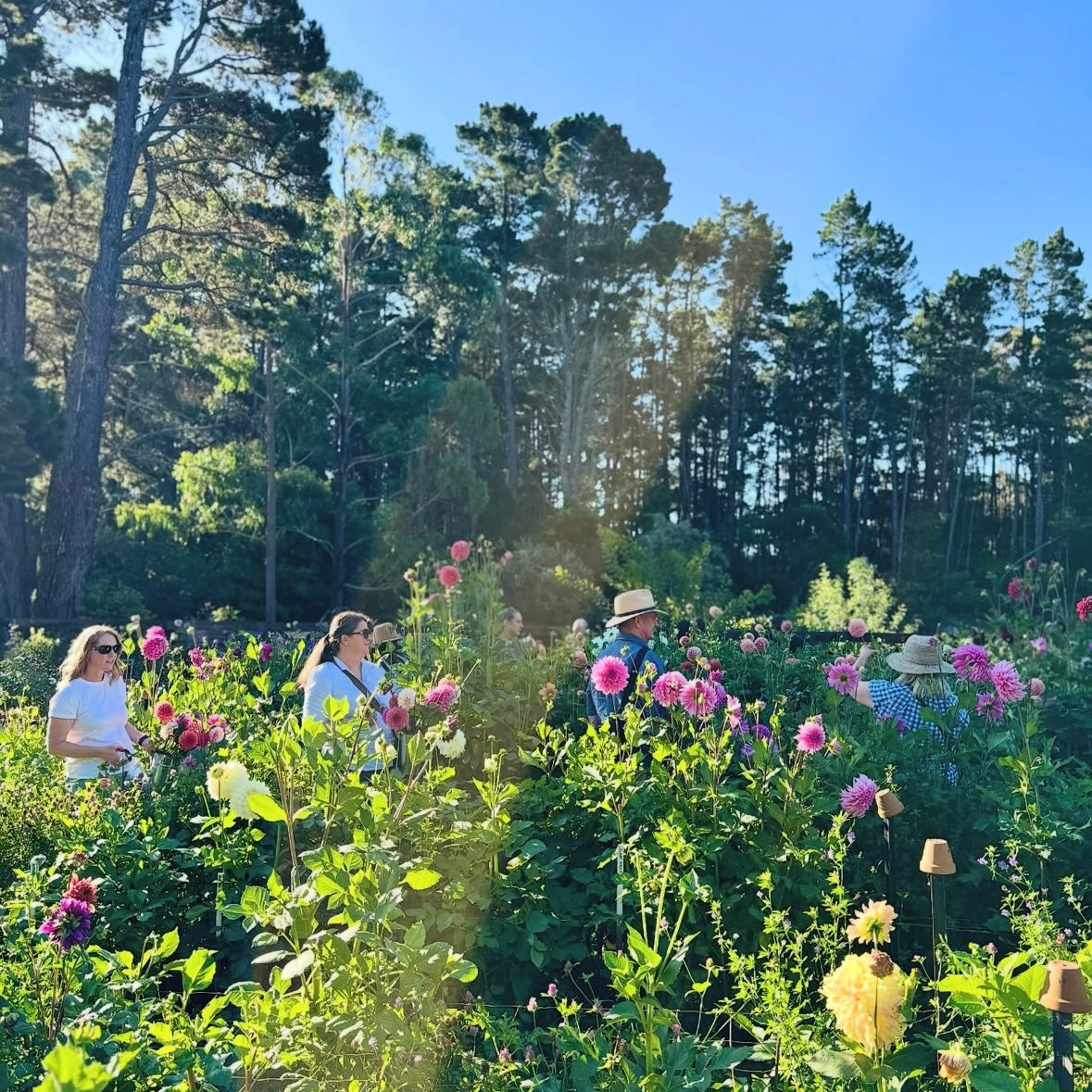 FRIDAY 20TH MAR - 'Golden Hour' Pick-Your-Own Bouquet Experience