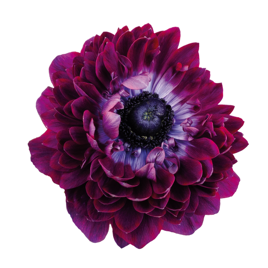 Italian Anemone 'Levante Wine' - 25 SEEDS (PRE-ORDER)