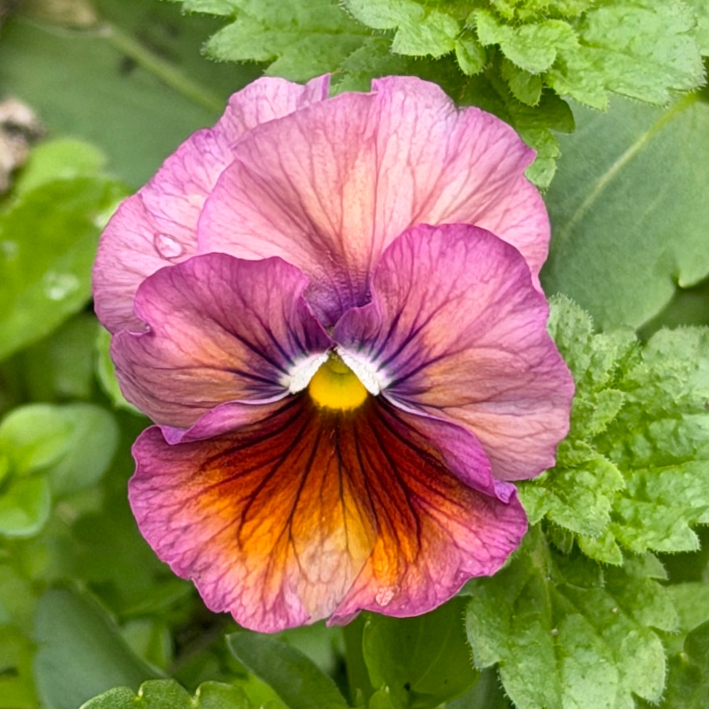 Italian Pansy 'Chianti Mixed' - 25 SEEDS