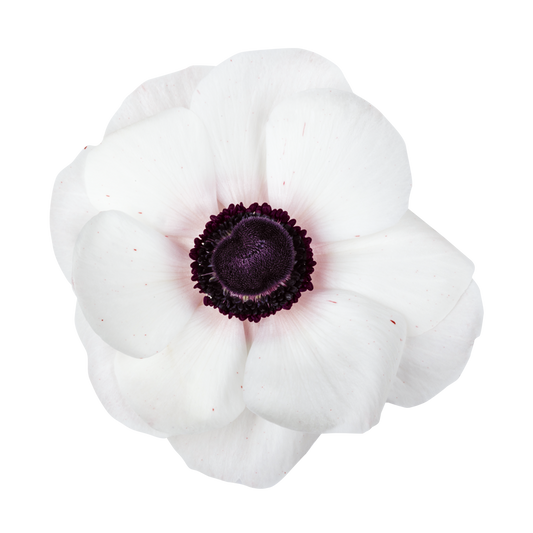 Italian Anemone 'Mistral Plus Panda' - 25 SEEDS (PRE-ORDER)