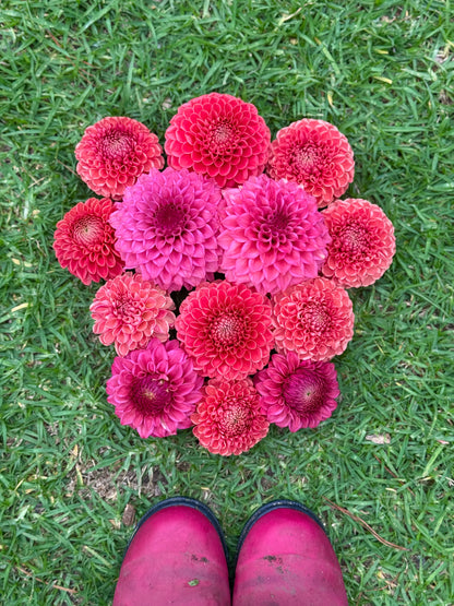 Valentine's Day Dahlia Bouquet