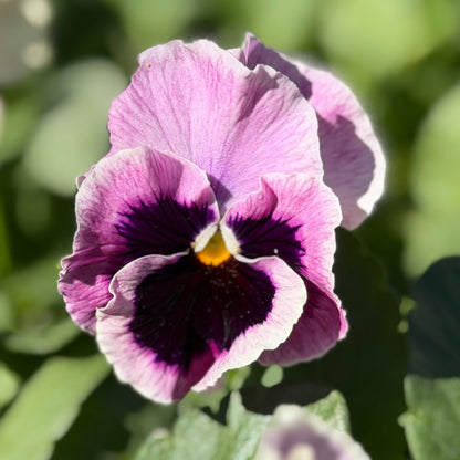 Italian Pansy 'Flamenco Tri-Colour Rose' - 25 SEEDS